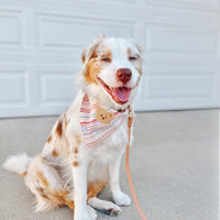 Sherbet Teddy Dog Bandana
