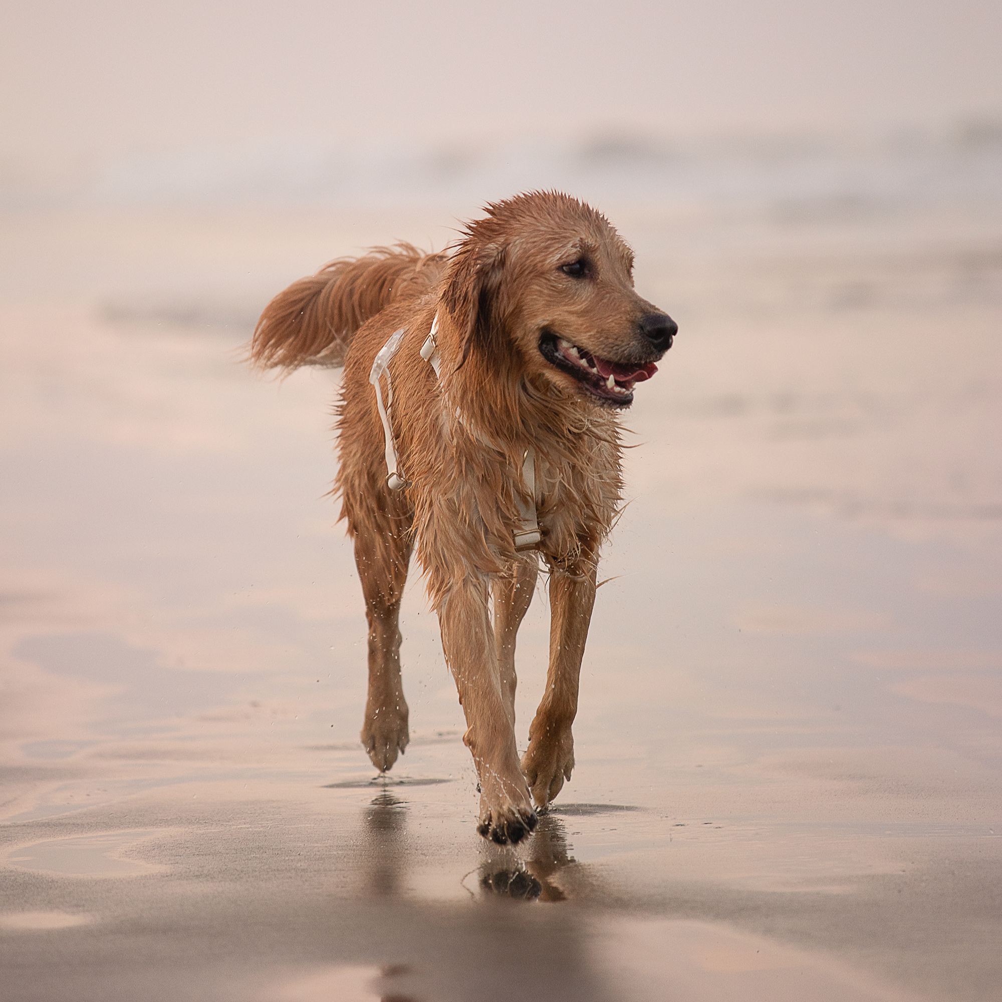 Cloud White Cloud Lite Dog Harnessy