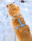 Malibu Blue Cloud Lite Dog Harness - SUNNY TAILS