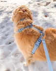 Malibu Blue Wide Hands Free Leash | Cloud Lite Harness | Snap Dog Treat Pouch |  Waste Dog Poop Bag Dispenser