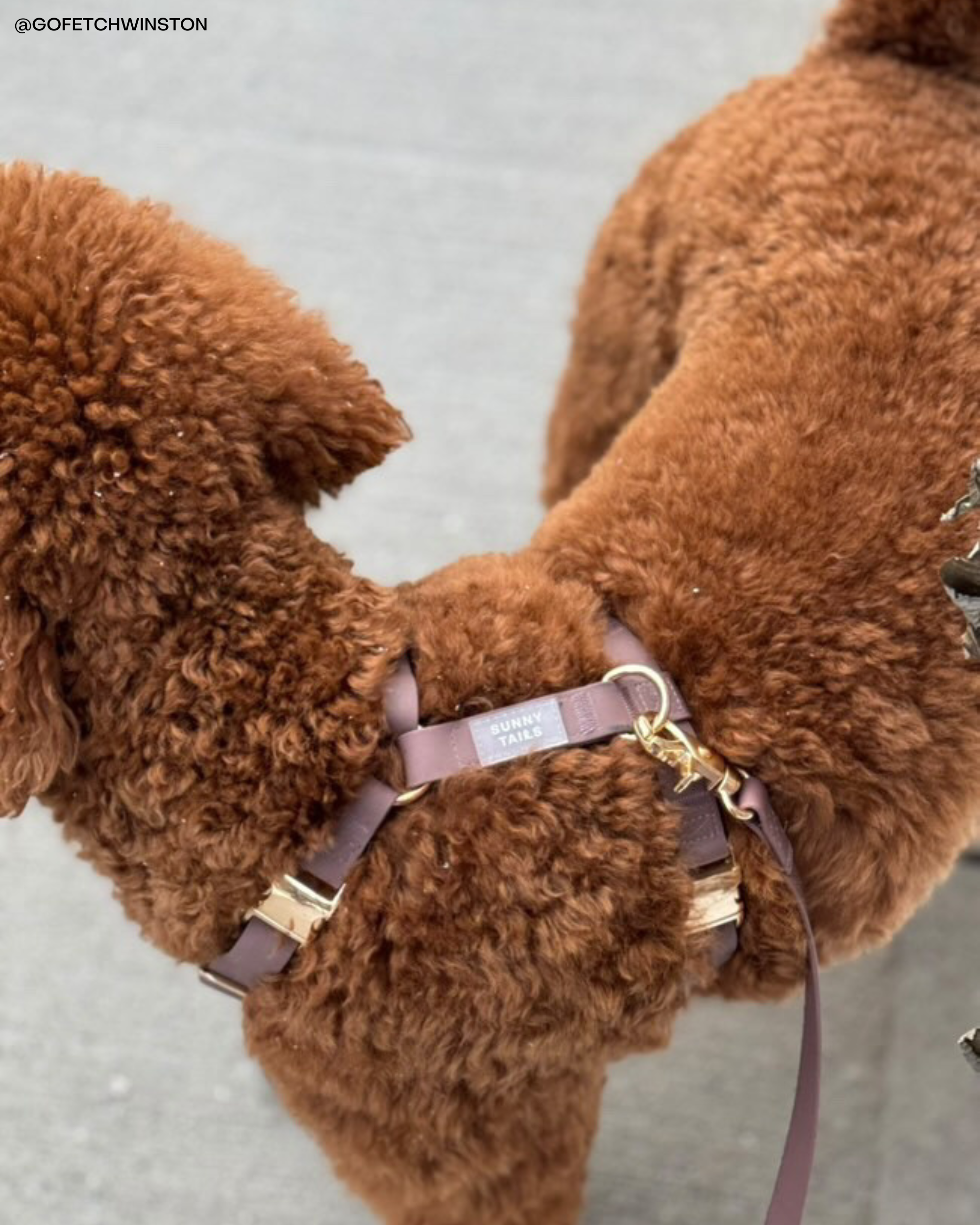 Espresso Brown Cloud Lite Dog Harness