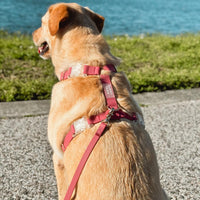 Best Sellers Harness & Treat Pouch Bundle Wide
