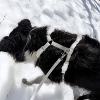 Lunar Glow Dog Harness, Collar, & Treat Pouch Bundle - SUNNY TAILS