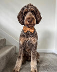 Caramel Corduroy Dog Bow Tie