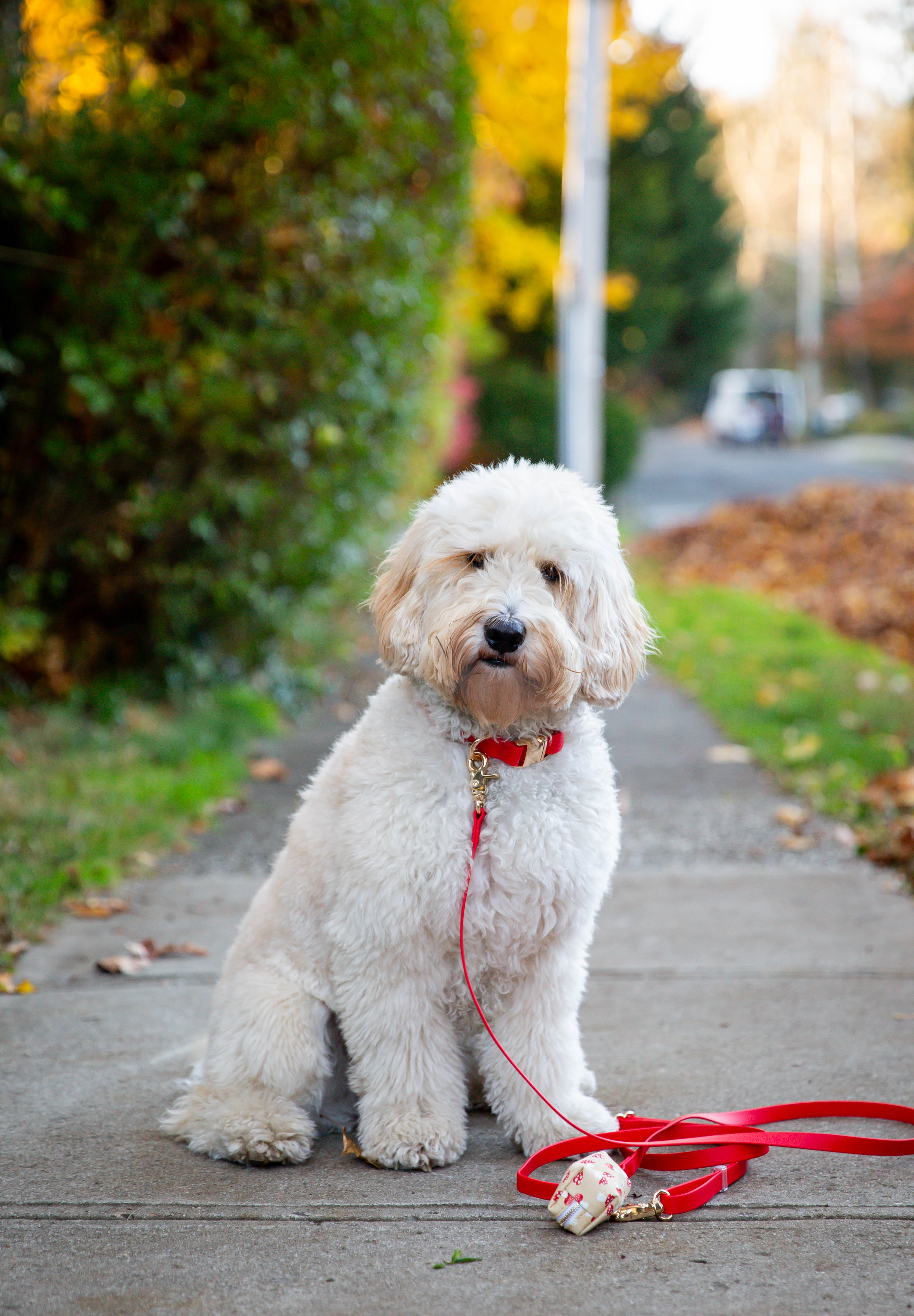 Best dog collars for sales goldendoodles