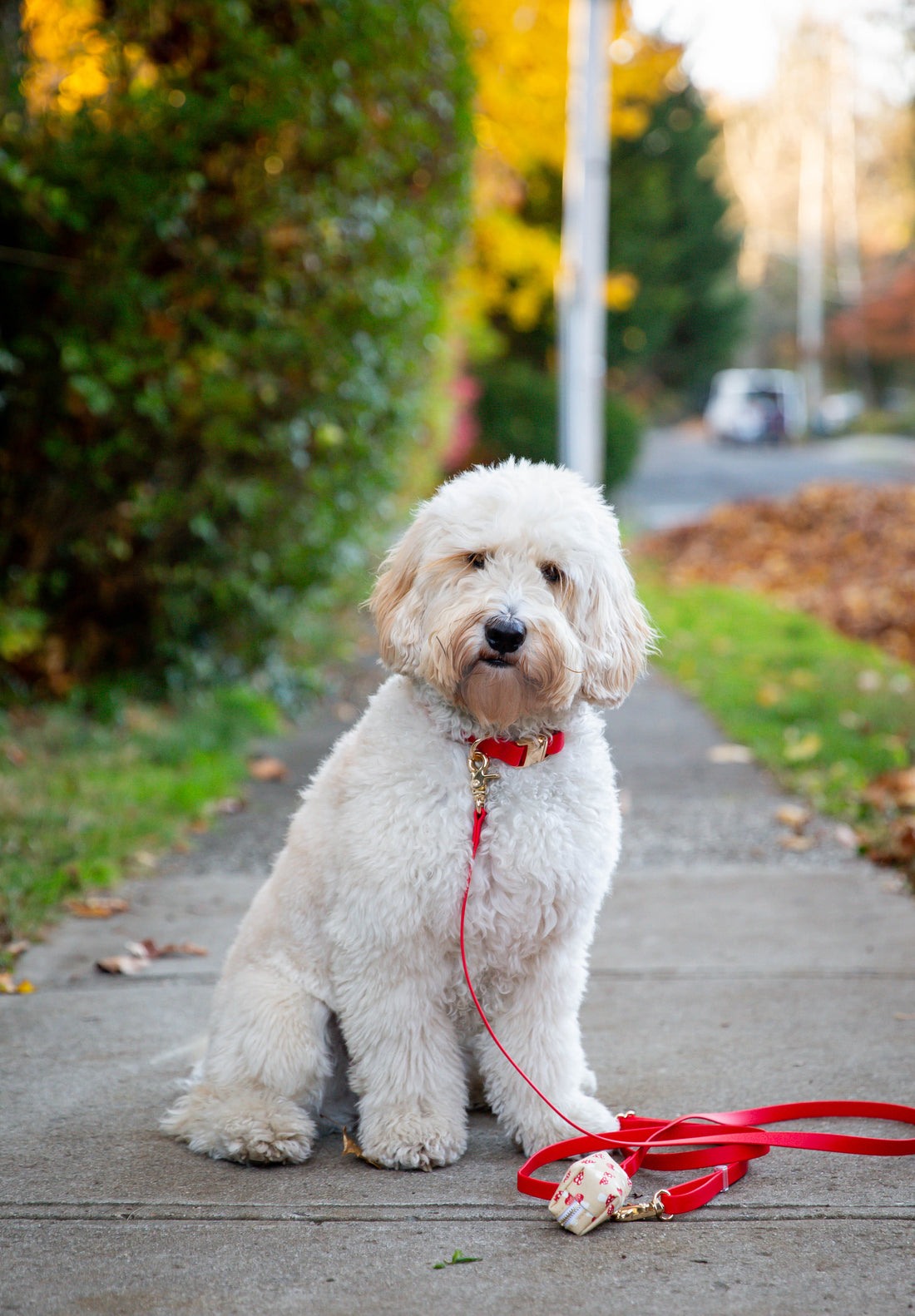 Cherry Red Waterproof Dog Collar | Bold Red Quick Release Collar | Available in 3 Sizes | Durable Dog Collars | Shop Sunny Tails