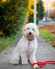 Cherry Red Waterproof Dog Collar | Bold Red Quick Release Collar | Available in 3 Sizes | Durable Dog Collars | Shop Sunny Tails