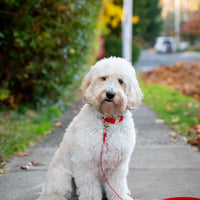 Cherry Red Wide Cloud Dog Collar Bundle