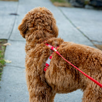 Cloud Lite Dog Harness Bundle