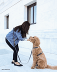 Cloud Leash Extension & Treat Pouch Bundle Wide - SUNNY TAILS