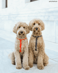 Cloud Lite Dog Harness Bundle Wide - SUNNY TAILS