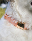 Peach Waterproof Dog Collar