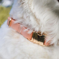 Peach Waterproof Dog Collar