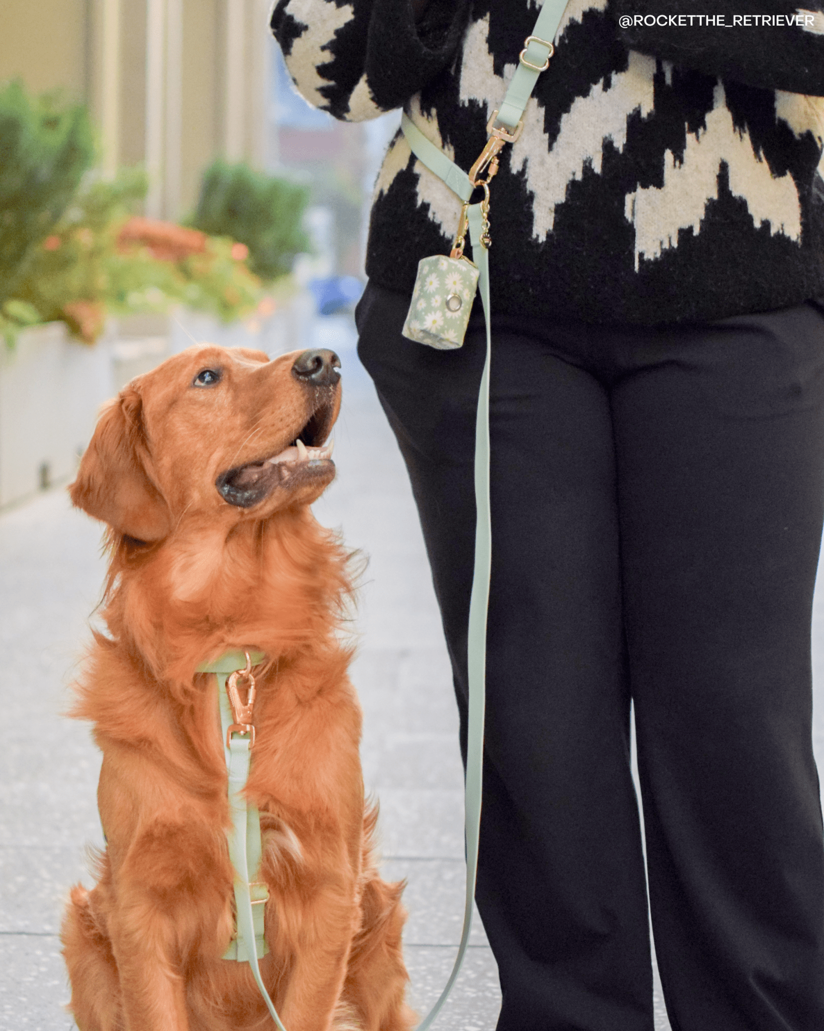 Cloud Lite Dog Harness Bundle Wide – SUNNY TAILS