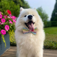 Rainbow Gingham Dog Bow Tie