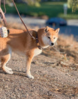 Cloud Dog Collar Bundle Wide - SUNNY TAILS