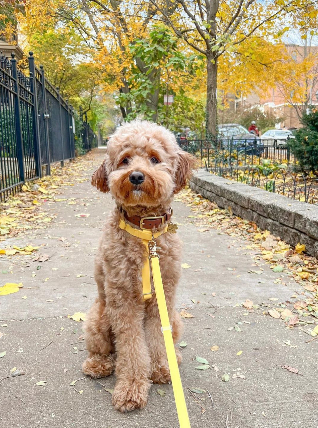 Dandelion Yellow Cloud Lite Dog Harness