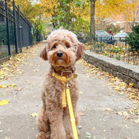 Dandelion Yellow Cloud Lite Dog Harness