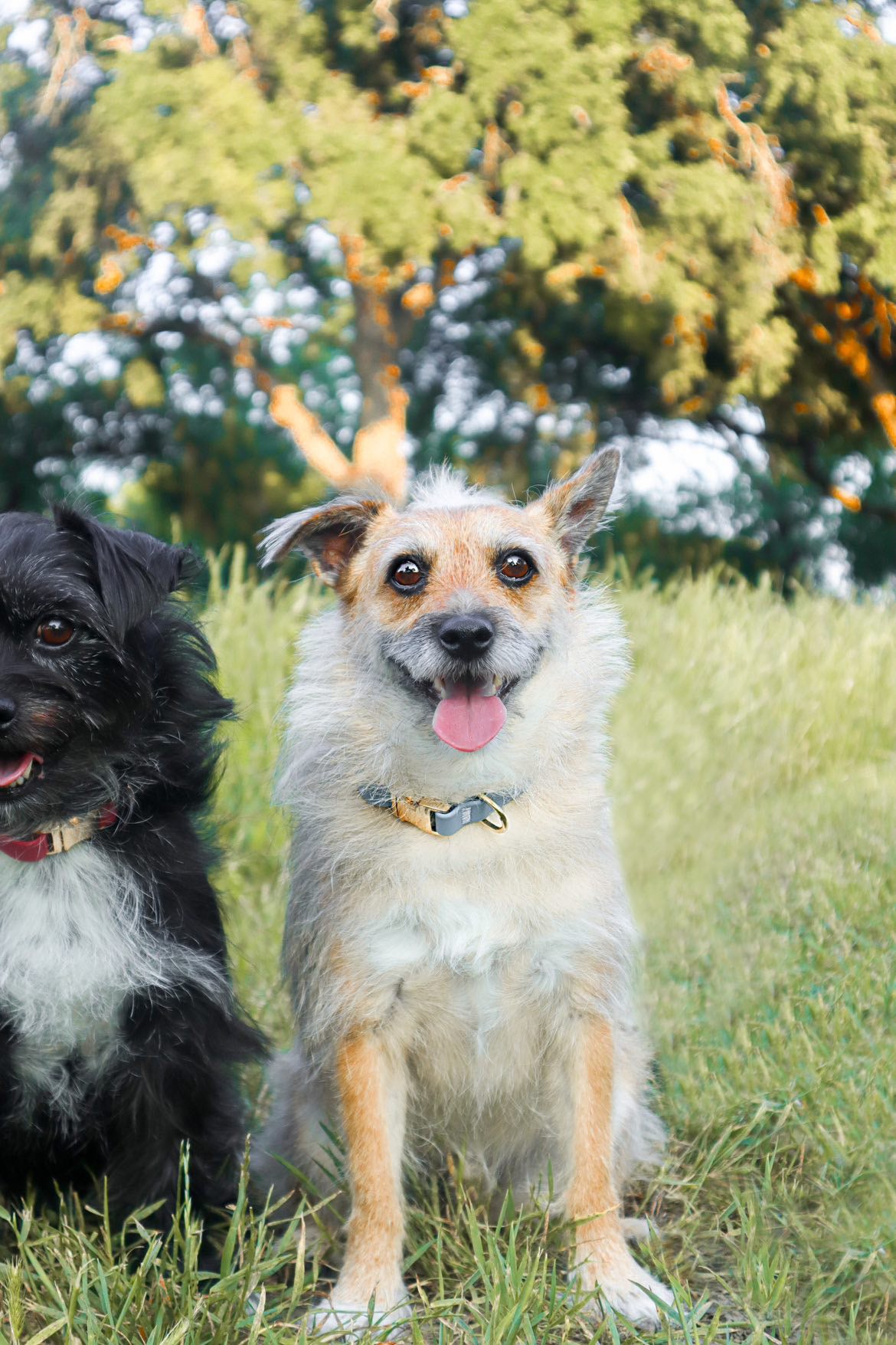 Light Blue Waterproof Dog Collar | Malibu Blue Quick Release Collar | Available in 3 Sizes | Durable Dog Collars | Shop Sunny Tails
