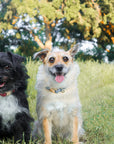 Light Blue Waterproof Dog Collar | Malibu Blue Quick Release Collar | Available in 3 Sizes | Durable Dog Collars | Shop Sunny Tails