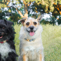 Light Blue Waterproof Dog Collar | Malibu Blue Quick Release Collar | Available in 3 Sizes | Durable Dog Collars | Shop Sunny Tails