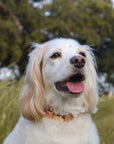 Peach Waterproof Dog Collar - SUNNY TAILS