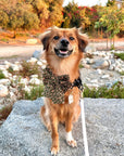 Autumn Florals Corduroy Dog Sailor Bow - SUNNY TAILS