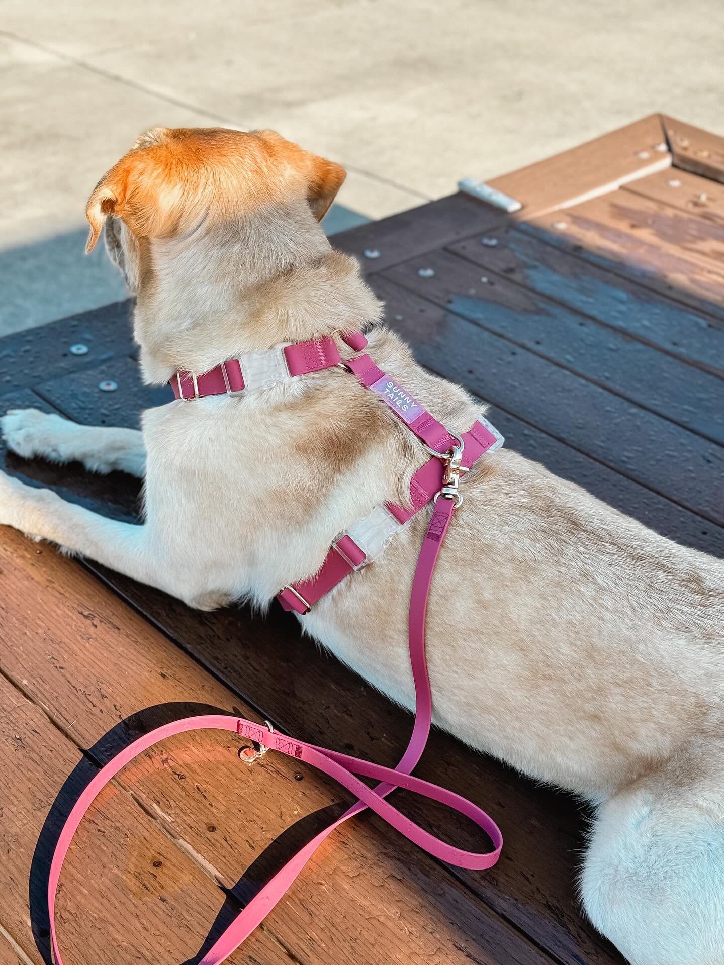 Mulberry Burgundy Cloud Lite Dog Harness