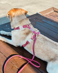 Mulberry Burgundy Cloud Lite Dog Harness