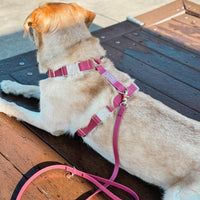 Mulberry Burgundy Cloud Lite Dog Harness