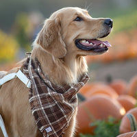 Cozy Cabin Flannel Frayed Dog Bandana - SUNNY TAILS