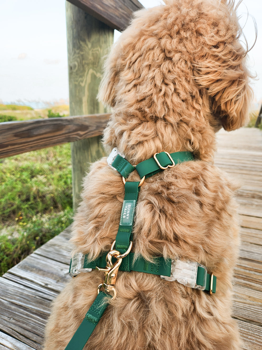 Meadow Green Cloud Lite Dog Harness | Waterproof Dog Harness | No Pull Front Attachment | Available in 3 Sizes