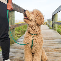 Meadow Green Cloud Lite Dog Harness | Waterproof Dog Harness | No Pull Front Attachment | Available in 3 Sizes