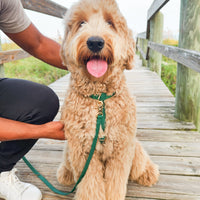 Meadow Green Cloud Lite Dog Harness Bundle