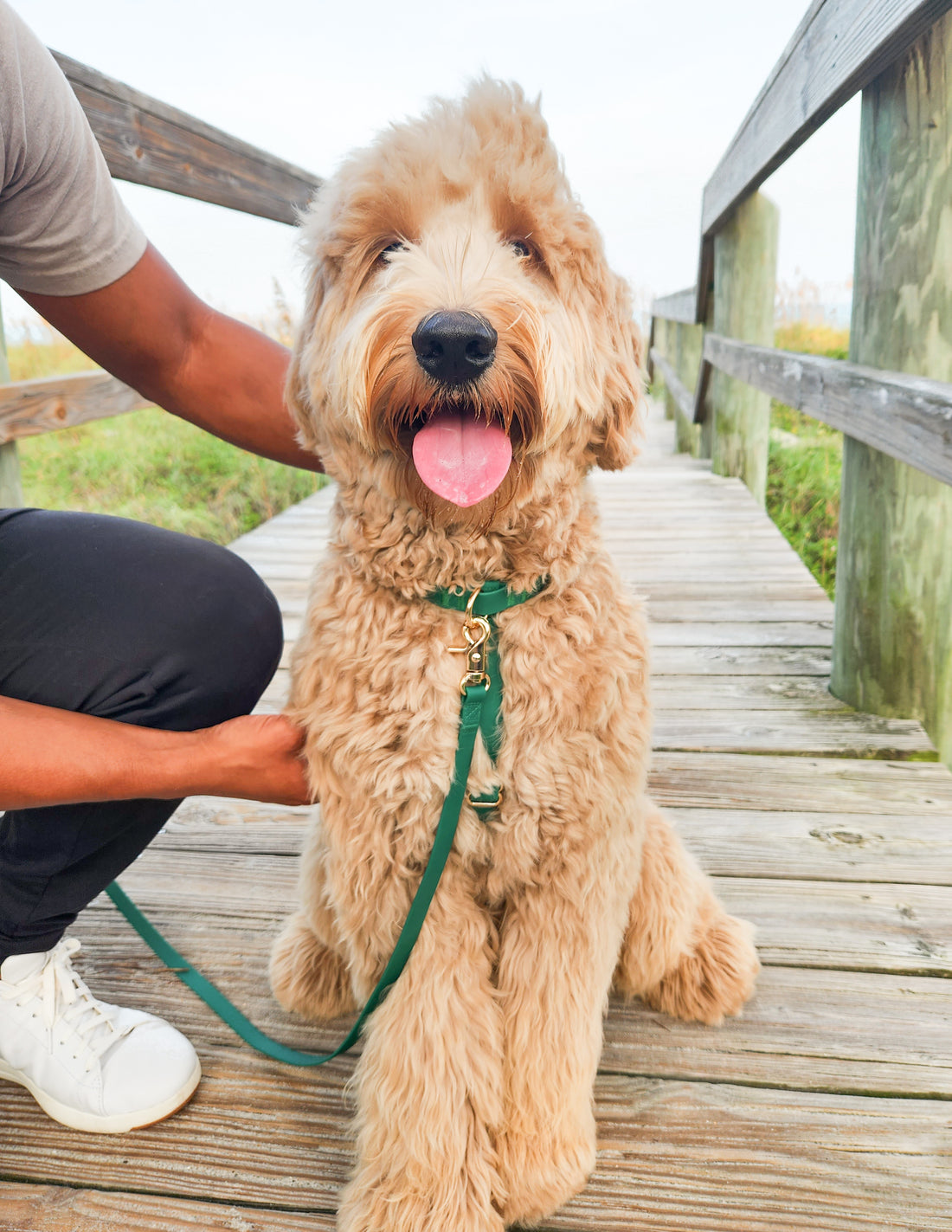 Cloud Lite Dog Harness Bundle Wide