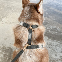 Ember Black Wide Cloud Lite Dog Harness Bundle 3/4"