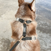 Cloud Lite Dog Harness Bundle Wide