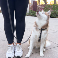 Cloud Lite Dog Harness Bundle Wide