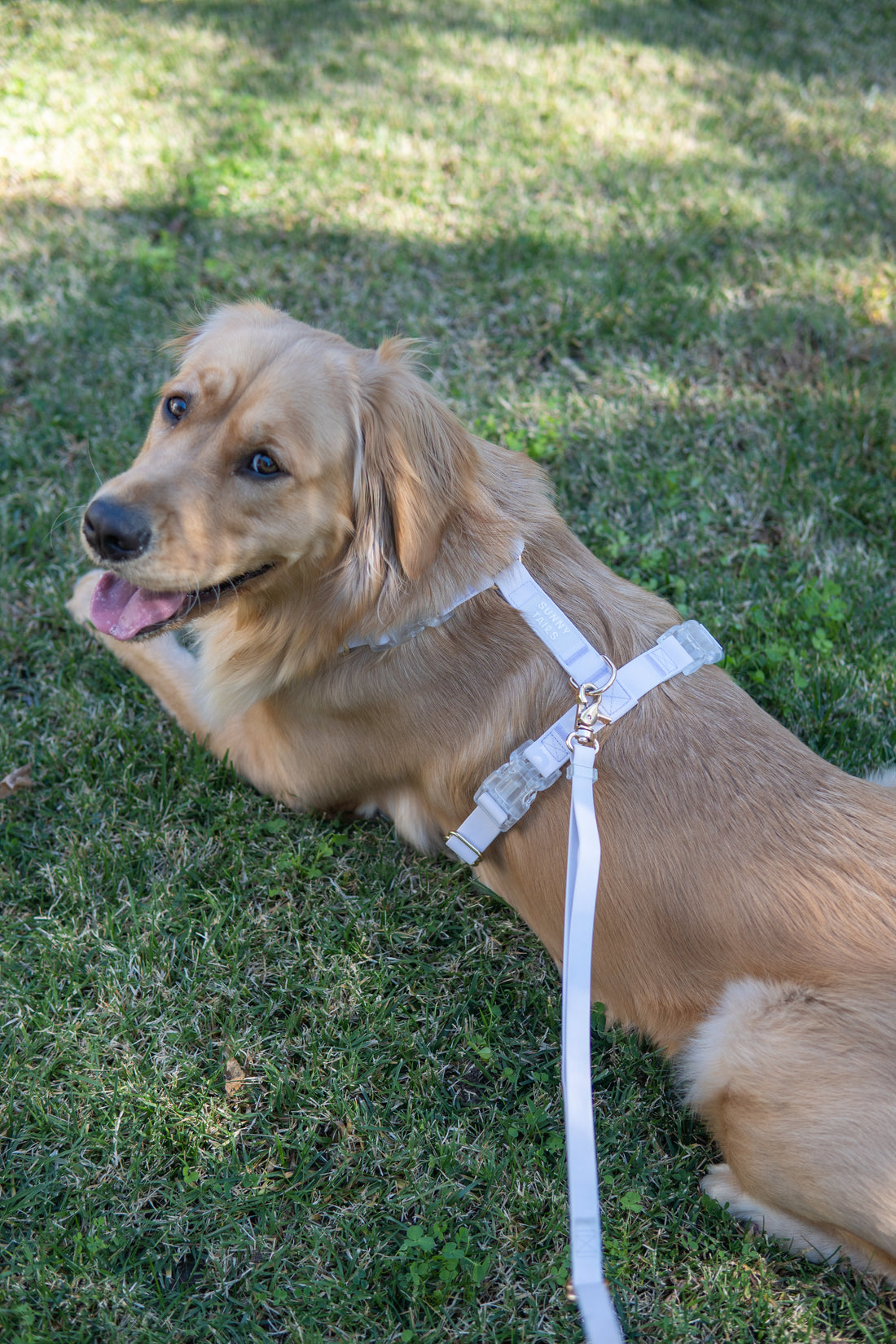 Lavender Haze Cloud Lite Dog Harness
