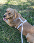 Cloud Lite Dog Harness Bundle Wide - SUNNY TAILS