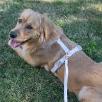 Cloud Lite Dog Harness Bundle Wide