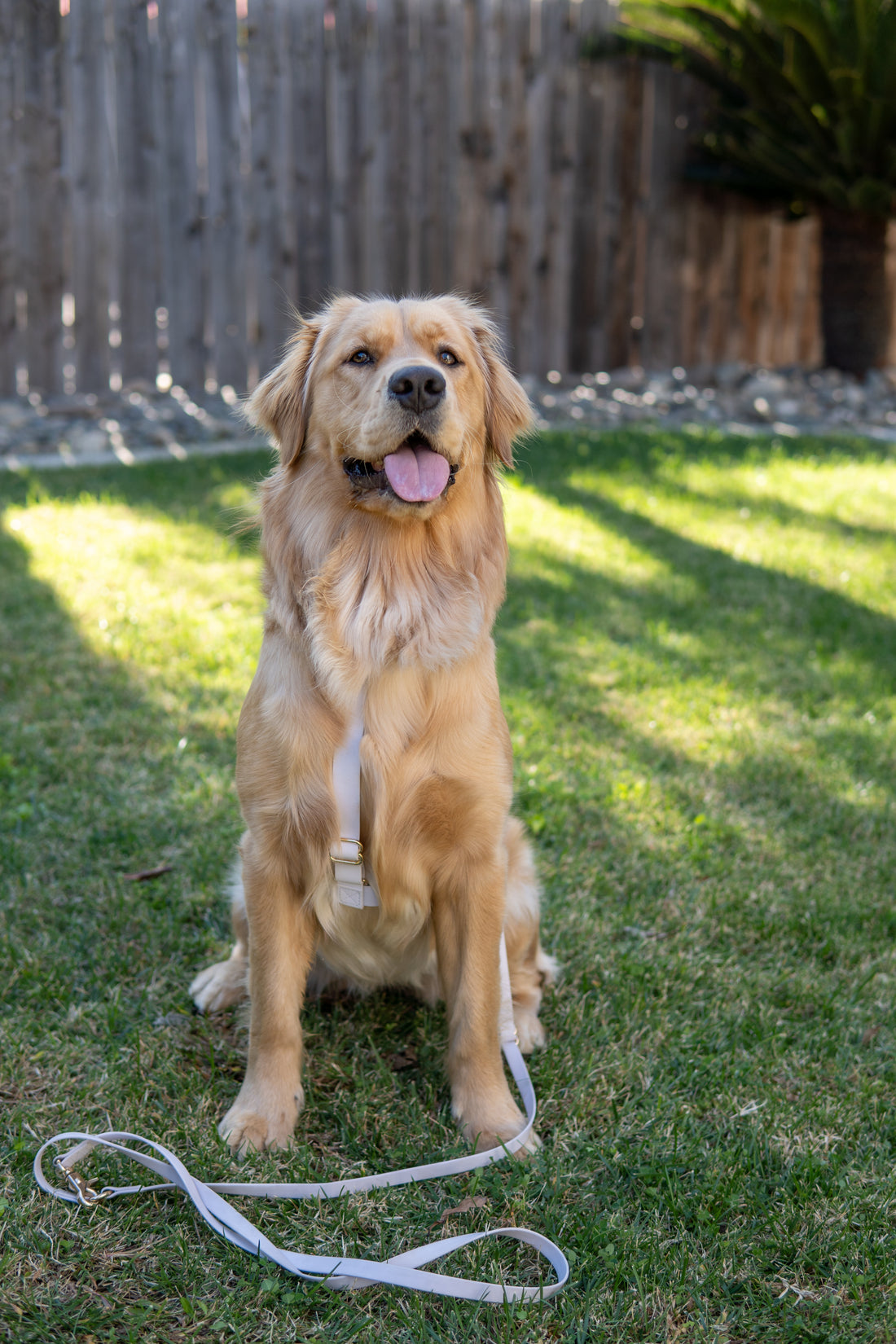 Lavender Haze Cloud Lite Dog Harness