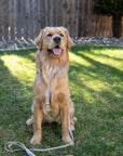 Lavender Haze Cloud Lite Dog Harness - SUNNY TAILS