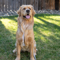 Lavender Haze Cloud Lite Dog Harness