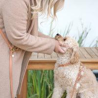 Cloud Lite Dog Harness Bundle - SUNNY TAILS