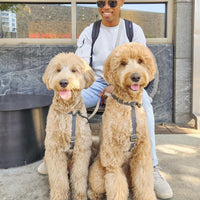Cloud Lite Dog Harness Bundle Wide