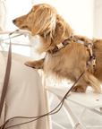 5 - Piece Hands Free Set – Leash, Harness, Collar, Treat Pouch & Waste Bag Holder - SUNNY TAILS
