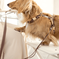 Espresso Brown 4-in-1 Convertible Hands Free Cloud Dog Leash | Multifunctional, Waterproof, and Lightweight Dog Leash | No Pull Dog Harness | Snap Dog Treat Pouch | Dog Waste Poop Bag Dispenser