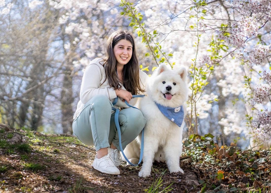 Cloud Dog Collar Bundle Wide