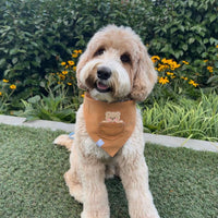 Caramel Corduroy Pocket Teddy Vol. 2 Dog Bandana - Beige